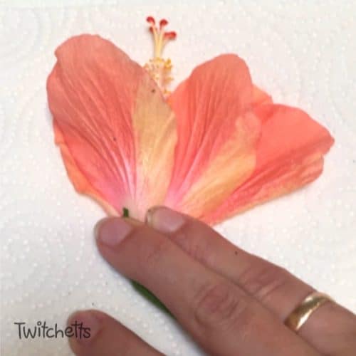 Best way to press flowers for framing Twitchetts