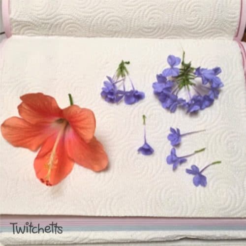 Best way to press flowers for framing Twitchetts