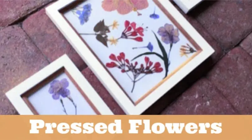 How To Press Flowers - Pressed Flower Craft Ideas