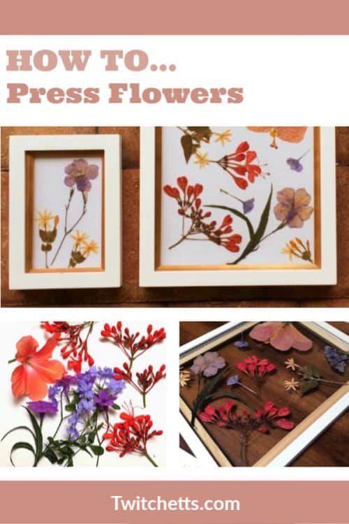 Best way to press flowers for framing Twitchetts