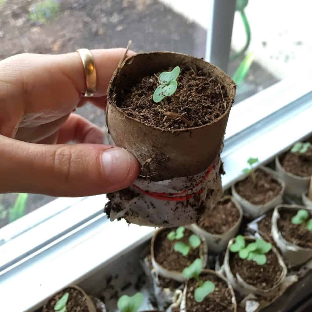 Starting from seeds doesn't have to be so scary! Here are a few tips and tricks that will get even the brownest thumb growing something.