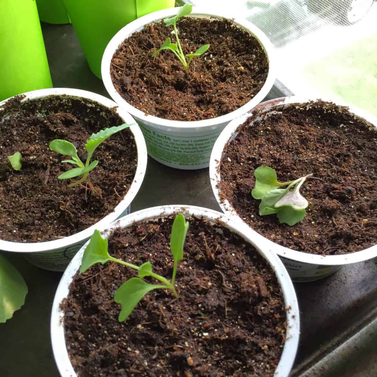 Keeping Seedlings Alive