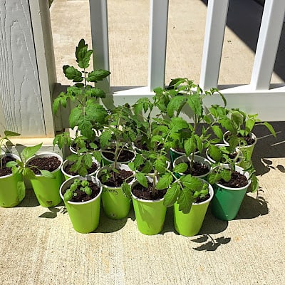 Trimming Your Organic Budget. Transplanting Seedlings