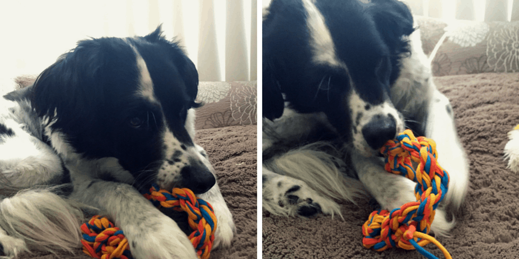 This recycled dog toy is created in minutes. It will entertain your best friend for hours. Only old t-shirts are needed to make this DIY doggie tug toy!