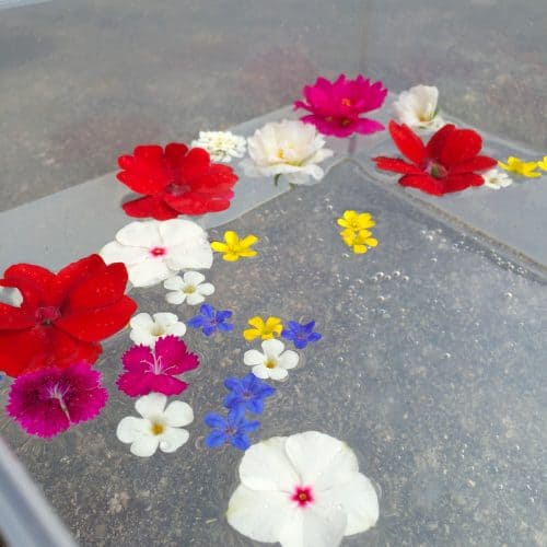 This floating flower sensory bin is a fun free toddler activity! From picking flowers to experimenting through play-based learning your kid will enjoy this outdoor activity!